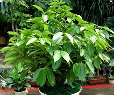 平安树的养殖技巧和方法，如何种植平安树