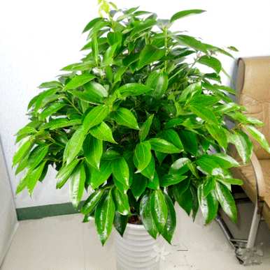 平安树的养殖技巧和方法，如何种植平安树