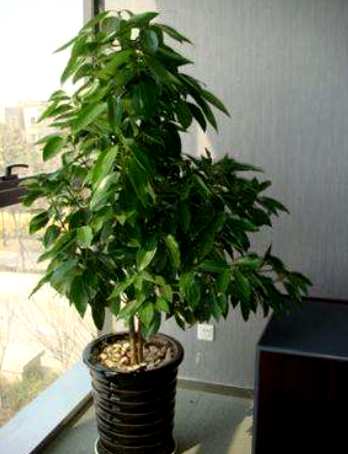 平安树的养殖技巧和方法，如何种植平安树