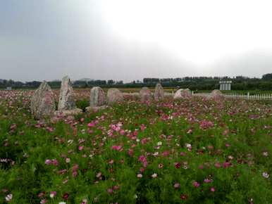 黄波斯菊的花语和寓意是什么，波斯菊的寓意是什么？