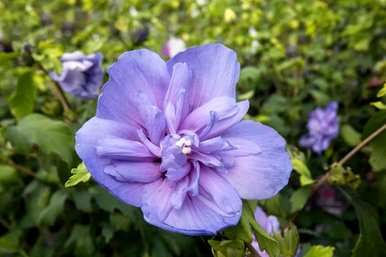 芙蓉花怎么养什么肥？芙蓉花怎么养？