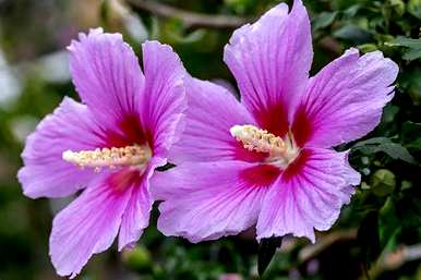 芙蓉花怎么养什么肥？芙蓉花怎么养？