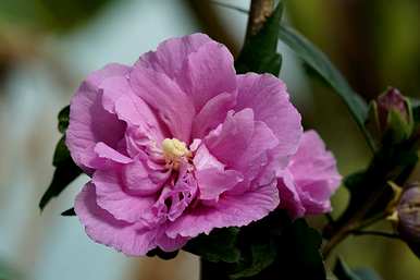 芙蓉花怎么养什么肥？芙蓉花怎么养？
