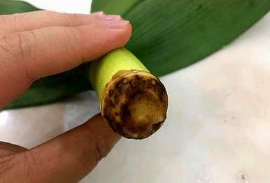 如何用锯末生根君子兰？君子兰如何快速生根？
