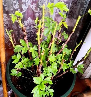如何培育牡丹盆栽植物、牡丹栽培方法及注意事项