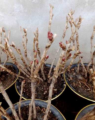 如何培育牡丹盆栽植物、牡丹栽培方法及注意事项