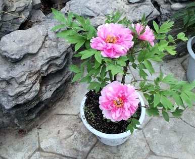 如何培育牡丹盆栽植物、牡丹栽培方法及注意事项