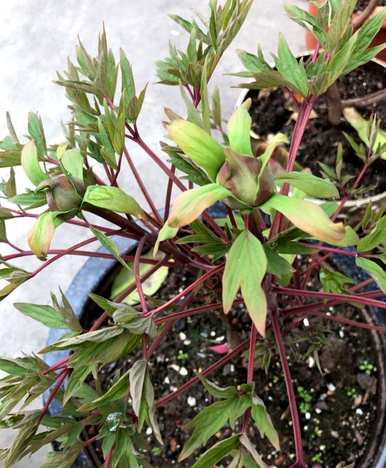 如何培育牡丹盆栽植物、牡丹栽培方法及注意事项
