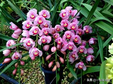 秋天如何养护大花蕙兰，秋天如何养护大花蕙兰