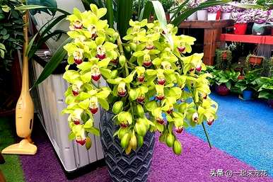 秋天如何养护大花蕙兰，秋天如何养护大花蕙兰