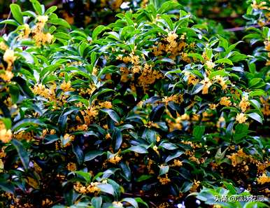 最香的花是什么，最香的花是什么？