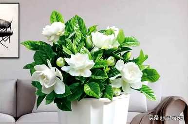 最香的花是什么，最香的花是什么？