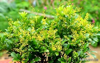 最香的花是什么，最香的花是什么？
