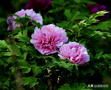 最香的花是什么，最香的花是什么？