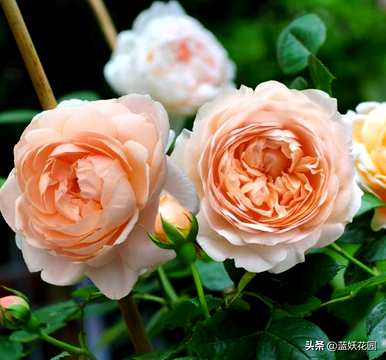 最香的花是什么，最香的花是什么？