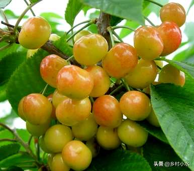 樱桃过敏应该注意什么，樱桃生长应该注意什么？