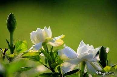 栀子花开的季节，栀子花开的季节是什么？