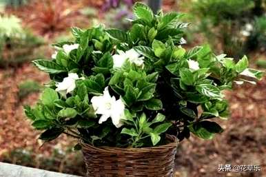 栀子花开的季节，栀子花开的季节是什么？