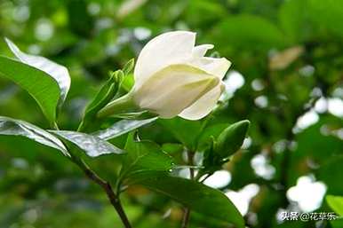栀子花开的季节，栀子花开的季节是什么？