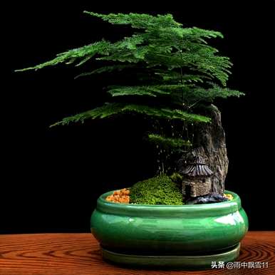 如何维护芦笋，如何维护镜草