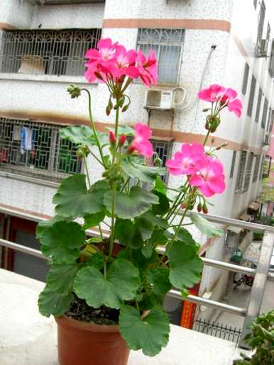 哪种爬墙花一年四季开，哪种爬墙花一年四季开得好看