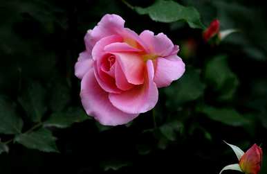 哪种爬墙花一年四季开，哪种爬墙花一年四季开得好看