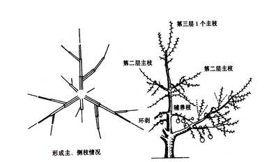 如何修剪柿子树，如何修剪柿子树的花期