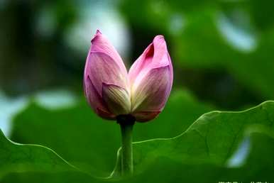 蒂花开好运滚滚而来，蒂花开象征着什么？