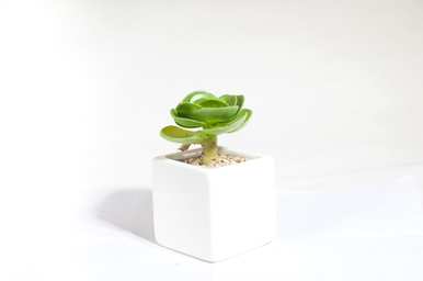 怎样才能养好金钱木，怎样才能养好金钱木？
