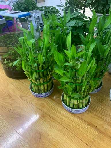怎样才能养好金钱木，怎样才能养好金钱木？