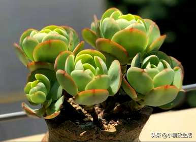 如何饲养碧桃多肉植物？多肉植物碧桃怕冻吗？