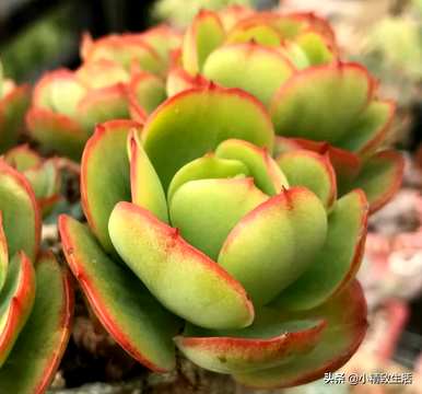 如何饲养碧桃多肉植物？多肉植物碧桃怕冻吗？