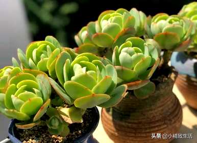 如何饲养碧桃多肉植物？多肉植物碧桃怕冻吗？