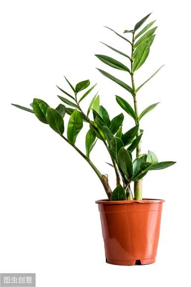 什么植物适合客厅种植？植物效果图放置在客厅