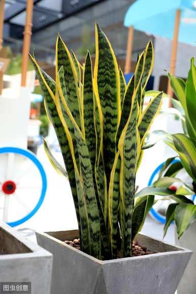 什么植物适合客厅种植？植物效果图放置在客厅