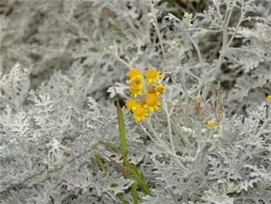 芙蓉菊怎么修剪，芙蓉菊怎么养？