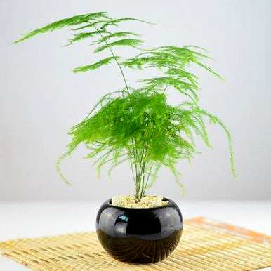 办公室应该放什么绿色植物来赚钱，办公室应该放什么绿色植物？