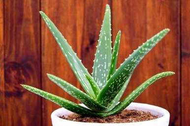 办公室应该放什么绿色植物来赚钱，办公室应该放什么绿色植物？
