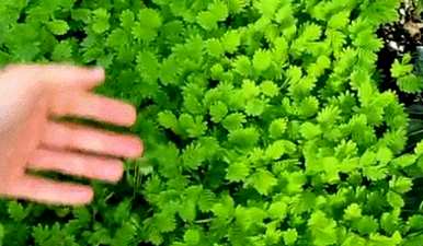 含羞草多久浇水一次？含羞草为什么不能浇水？