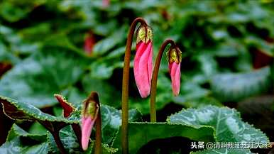 仙客来花期如何维护，仙客来花期的维护方法是什么？