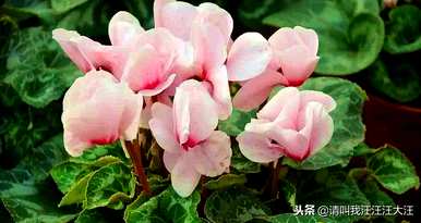 仙客来花期如何维护，仙客来花期的维护方法是什么？