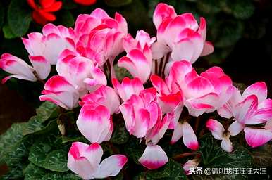仙客来花期如何维护，仙客来花期的维护方法是什么？