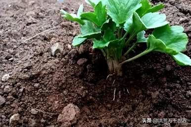 如何养殖洋牡丹，如何繁殖洋牡丹