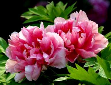 冬天牡丹什么季节开，牡丹什么季节开？