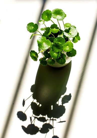 什么是适合室内水培植物和家庭水培植物？