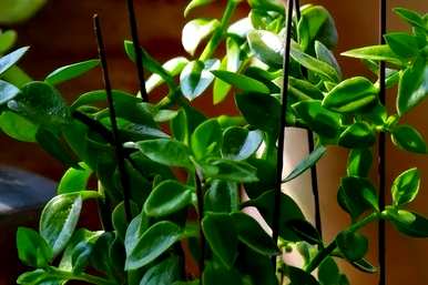 什么是适合室内水培植物和家庭水培植物？