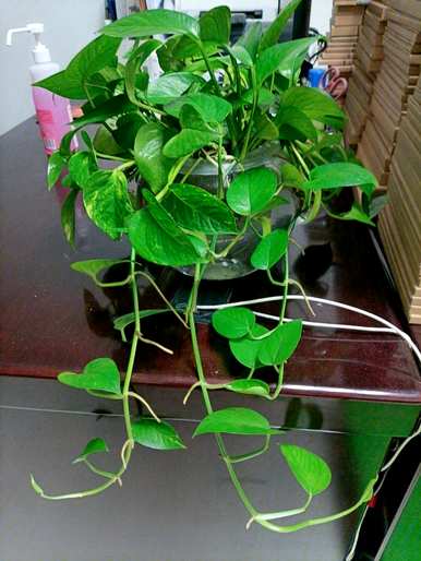 什么是适合室内水培植物和家庭水培植物？