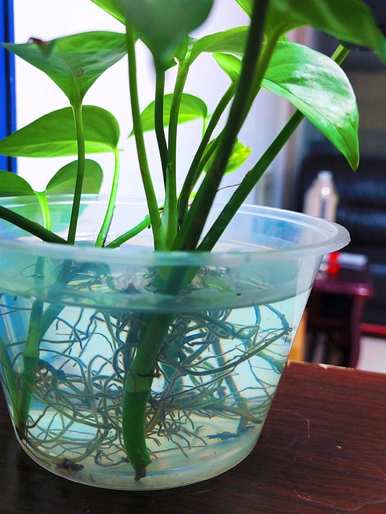 什么是适合室内水培植物和家庭水培植物？