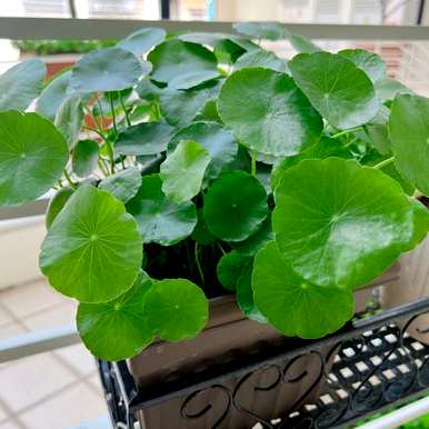 什么是适合室内水培植物和家庭水培植物？