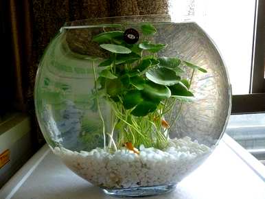 什么是适合室内水培植物和家庭水培植物？